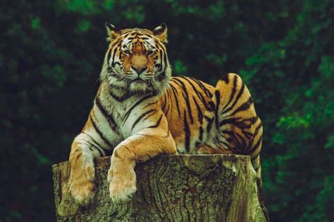 The Importance of Tigers in Dreams