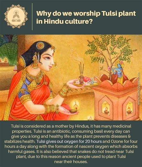 The Importance of Tulsi Plant in Indian Culture