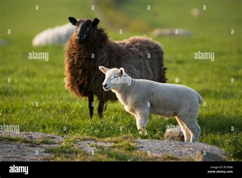 The Importance of White Lamb Offspring in the Study of Dream Psychology