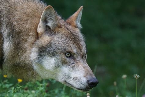 The Importance of Wolves as Apex Predators