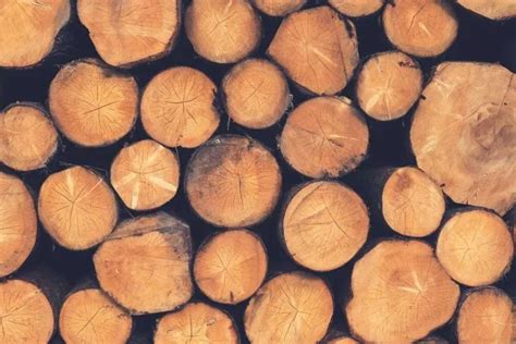 The Importance of Wooden Logs in Dreams