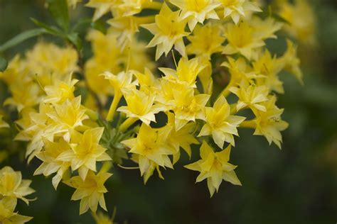 The Importance of Yellow Blooms in the Natural World