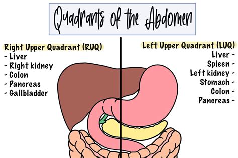 The Importance of the Abdomen in Dreams