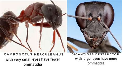 The Importance of the Color Crimson in Visionary Ants