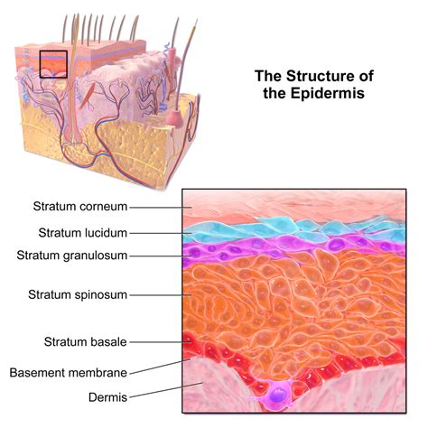 The Importance of the Epidermis within the Realm of Dreamscapes