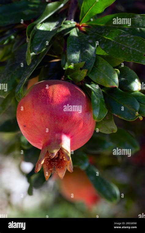 The Importance of the Pomegranate Tree in Various Cultures