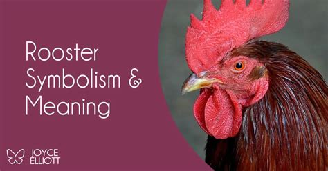 The Importance of the Rooster in Various Cultures