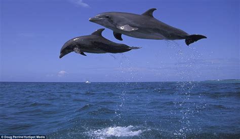 The Incredible Acrobatic Skills of Dolphins