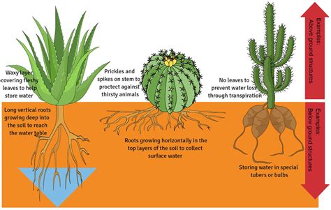 The Incredible Adaptability of this Nutritious Plant