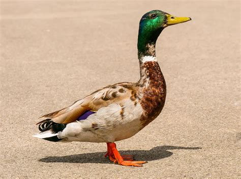 The Incredible Adaptations of Ducks for Life in Water