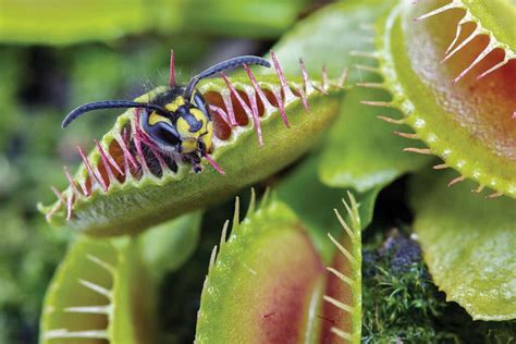 The Incredible Adaptations of Meat-Eating Flora