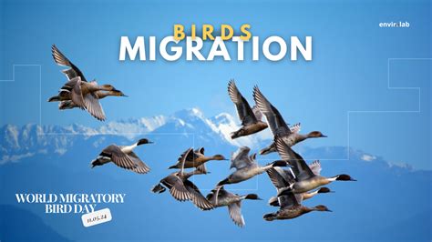 The Incredible Journey: Ducks' Remarkable Migratory Patterns