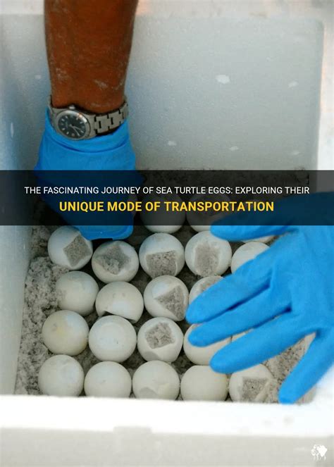 The Incredible Journey of Sea Turtle Eggs