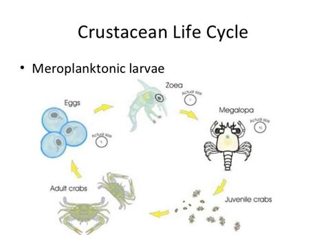 The Incredible Life Cycle of Shoreline Crustaceans: from Hatching to Adult Stage