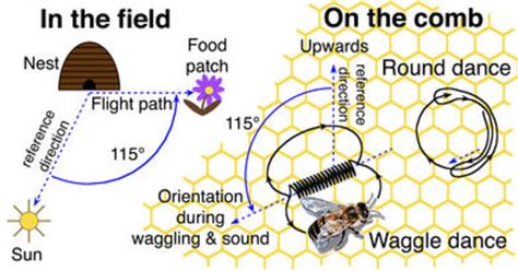 The Incredible Navigational Skills of Bees