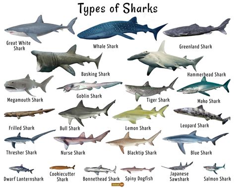 The Incredible Range of Shark Species