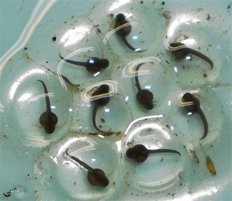 The Incredible Voyage of Tadpoles: From Eggs to Frogs