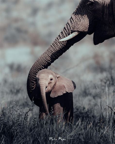 The Indestructible Connection: Understanding the Bond Between a Maternal Elephant and Her Offspring