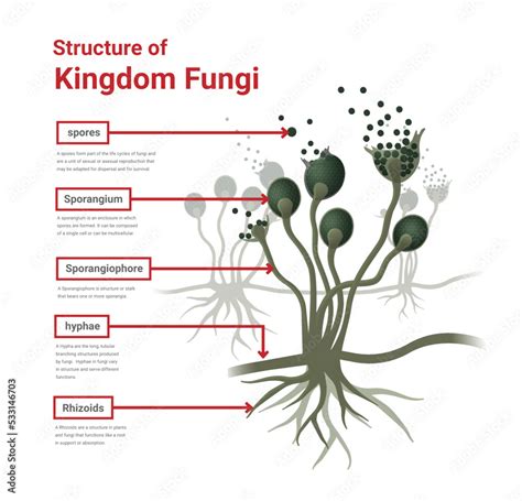 The Influence of Cultural Beliefs on Dreams Involving Mold or Fungi