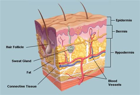 The Influence of Culture and History on the Interpretation of Skin Dreams