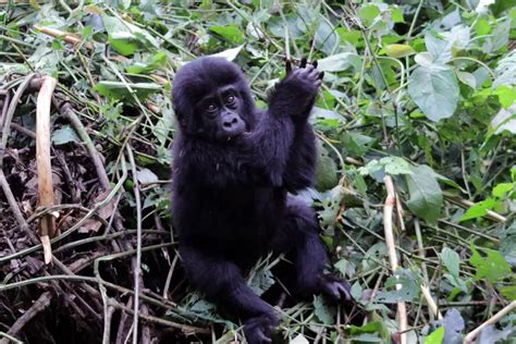 The Influence of Environmental Factors on Gorilla Sleep Patterns