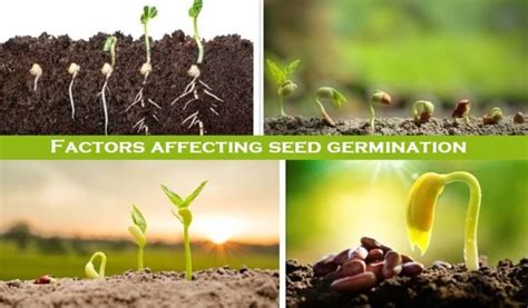 The Influence of Environmental Factors on Seed Germination