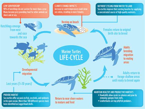 The Influence of Environmental Factors on the Success of Turtle Hatchlings