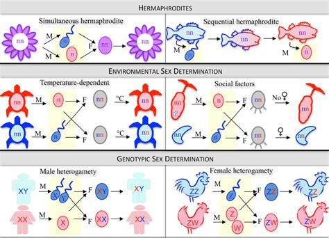 The Influence of Genetic Factors on the Determination of the Baby's Sex