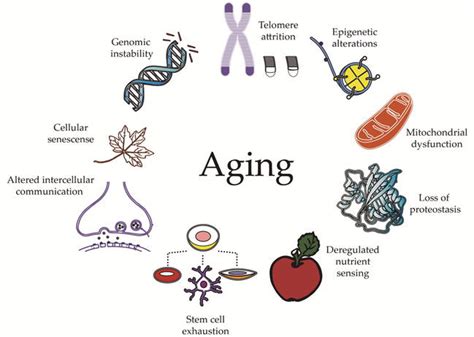 The Influence of Genetics on Aging: Could our Ancestors be Responsible for our Skin Concerns?