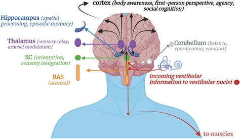 The Influence of Genetics on the Sensory Experience in Our Dreams