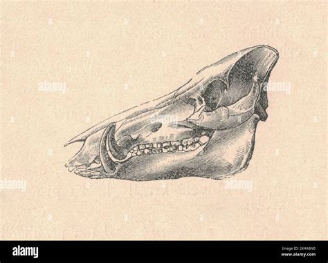 The Influence of Personal Experiences on the Symbolism of a Detached Swine Cranium in Oneiric Manifestations