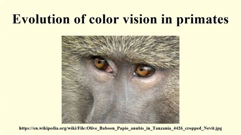 The Influence of Primate Vision on Everyday Life and Decision Making