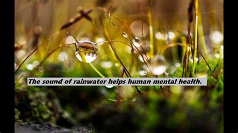 The Influence of Rainwater Fantasies on Mental Wellness