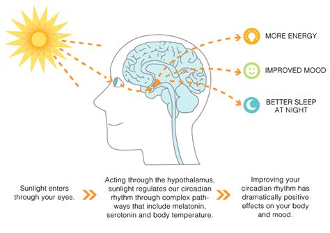 The Influence of Sunlight on Sleep Patterns