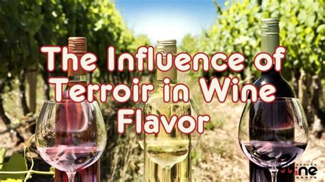 The Influence of Terroir in Wine Production