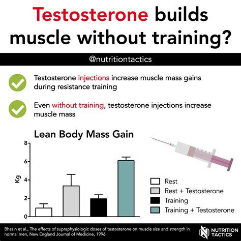 The Influence of Testosterone on Muscle Development