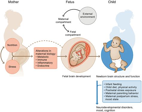 The Influence of the Maternal-Offspring Connection on Dreams: Revealing the Hidden Aspirations