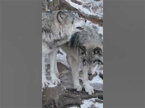 The Insight of the Wild: Unraveling the Intricacies of the Wolf Persona