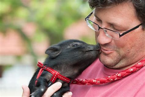 The Inspiring Journey of a Man's Quest to Rescue a Piglet