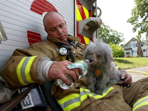 The Inspiring Stories of Animal Rescuers: Personal Narratives of Compassion and Dedication