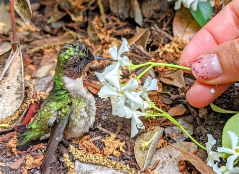 The Inspiring Story of a Hummingbird's Rescue and Its Breath-Taking Splendor