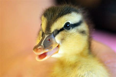 The Inspiring Tale of a Duckling Rescue