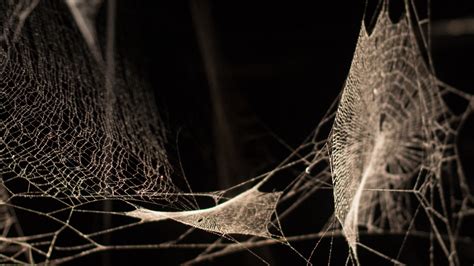 The Interconnectedness of Spiders and the Creation of Life