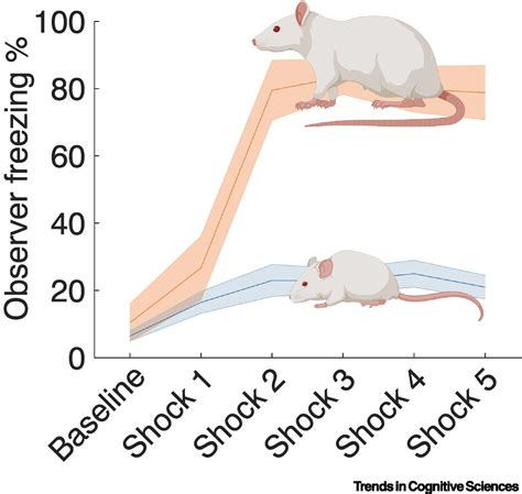 The Interplay between Ivory Rodents and Emotional Restoration