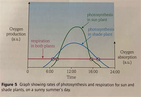 The Interrelation Between Respiration and the World of Dreams