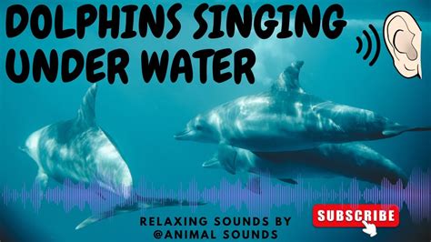 The Intricacies of Dolphin Vocalizations