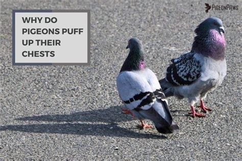 The Intricacies of Stool Pigeons: Unraveling their Multifaceted Psychology