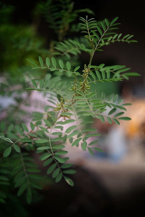 The Intricate Anatomy of the Enchanting Indigo Foliage: A Closer Exploration