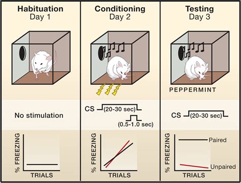 The Intricate Connection Between Rodents and Fear Unveiled in Dreams