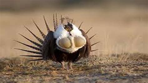 The Intricate Courtship Dance of Pearl-Like Quail